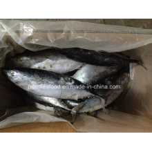 Gran tamaño nuevo captura de pescado Bonito para el mercado